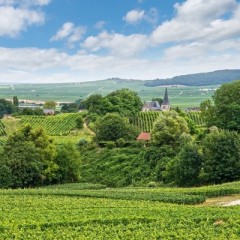 A Day in Champagne Country
